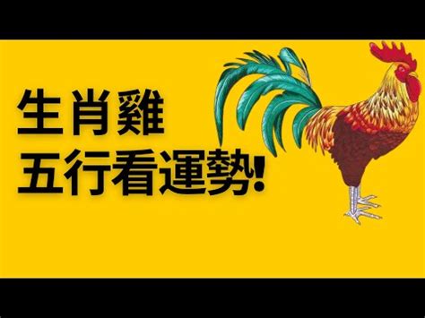 雞五行|屬雞的五行怎麼算？深入解析屬雞人的命理特點